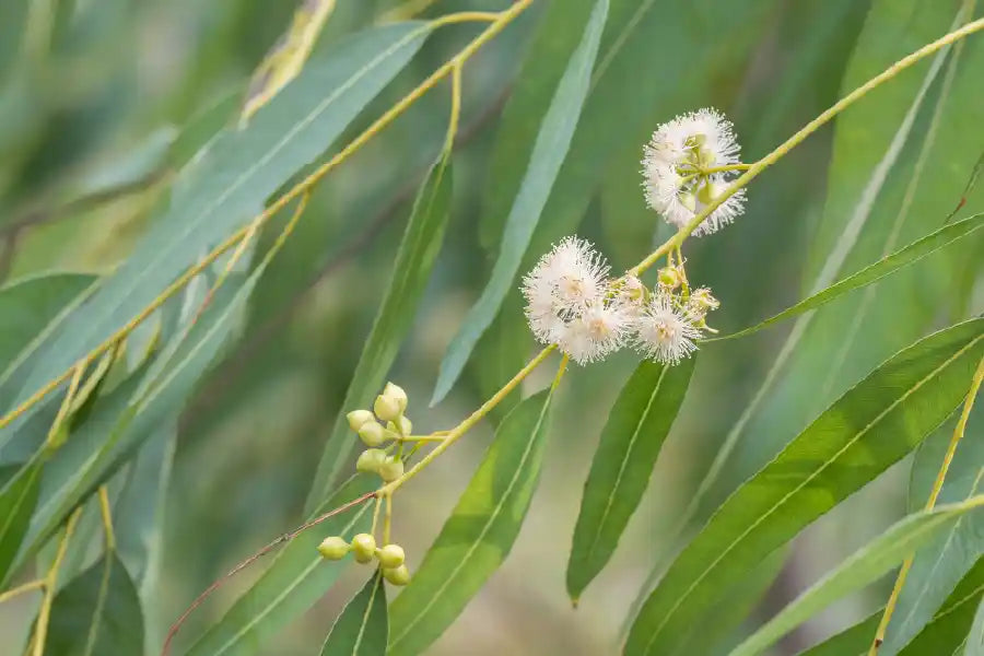 Guide to Australian Eucalyptus Oils