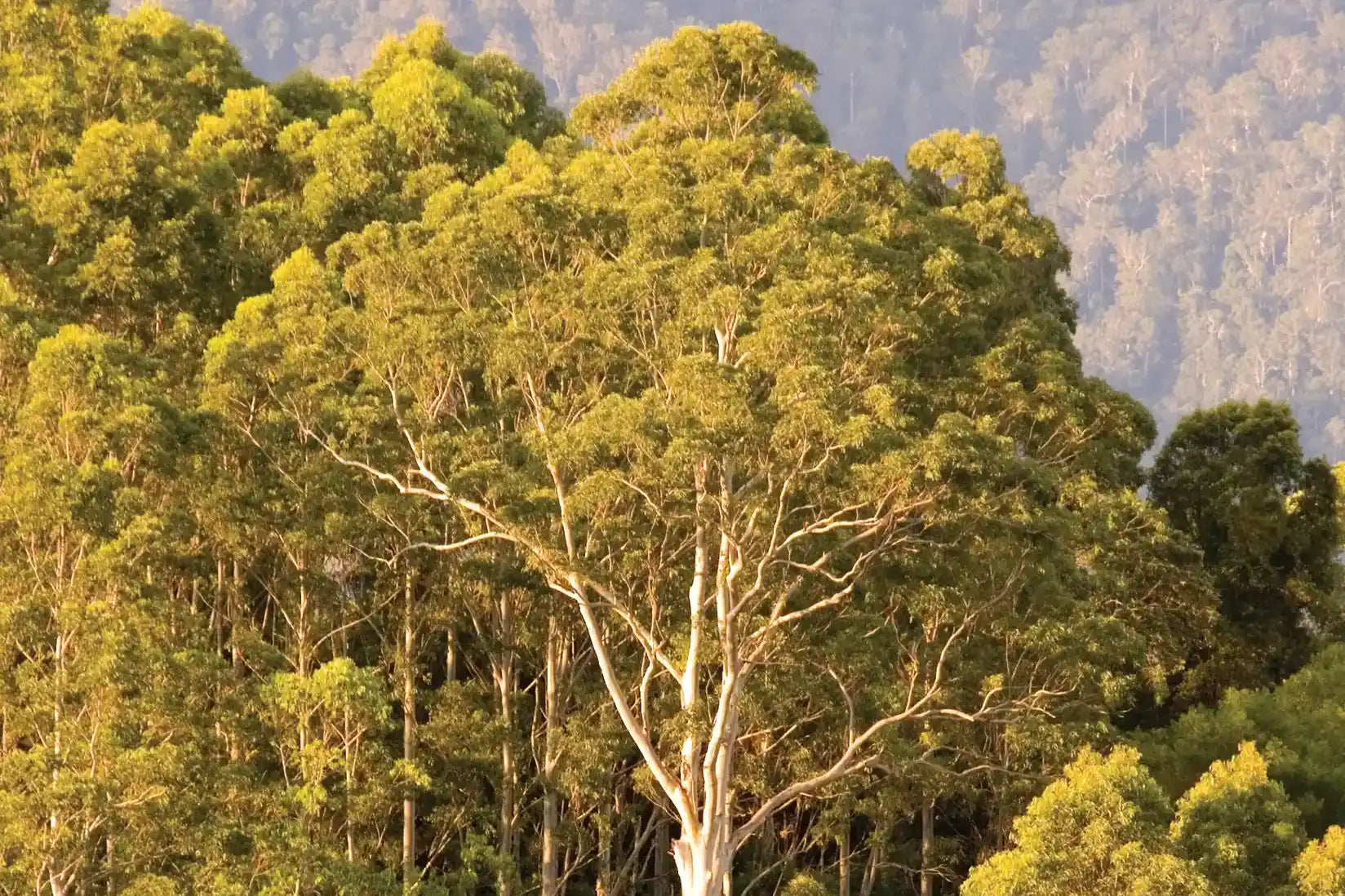 A Guide to Australian Essential Oils