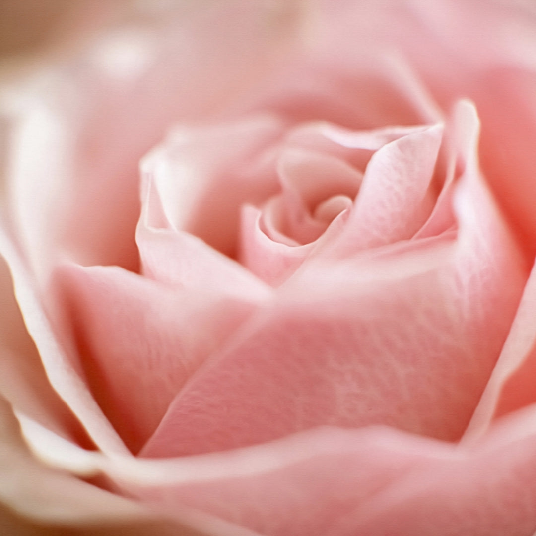 Rose Absolute