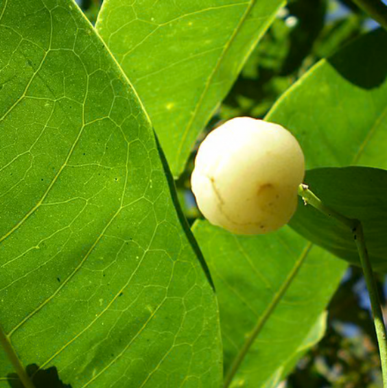 Lemon Aspen