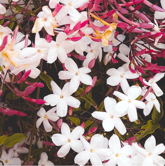 Jasmine Absolute
