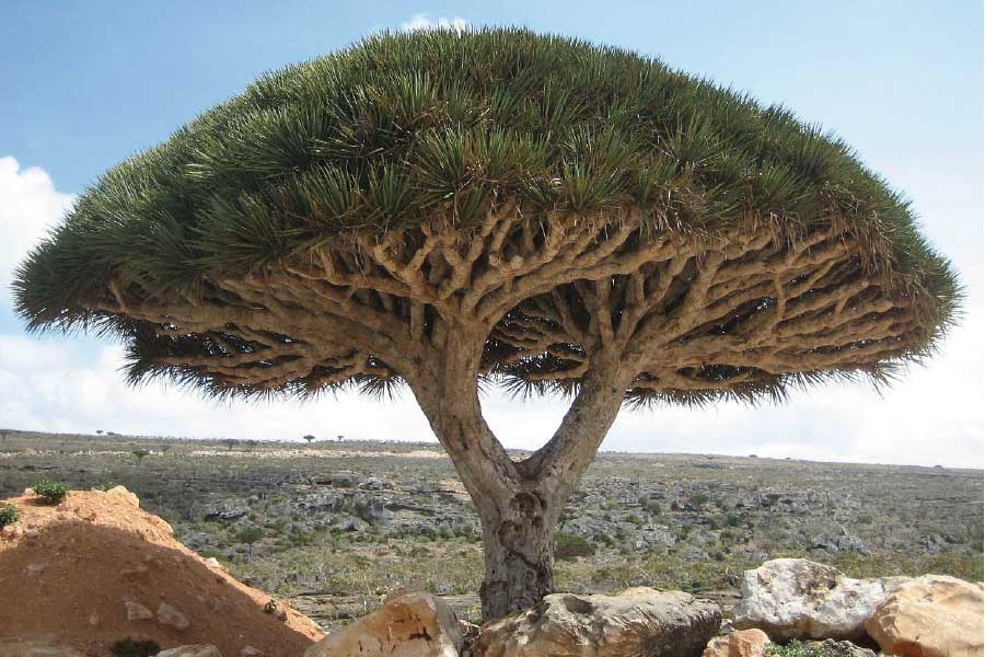 The Healing Properties of Dragon's Blood