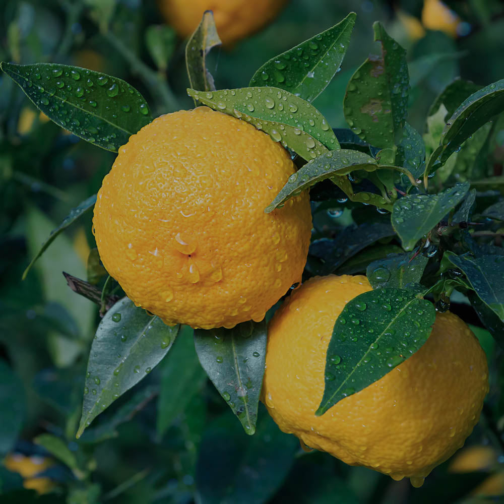 Yuzu