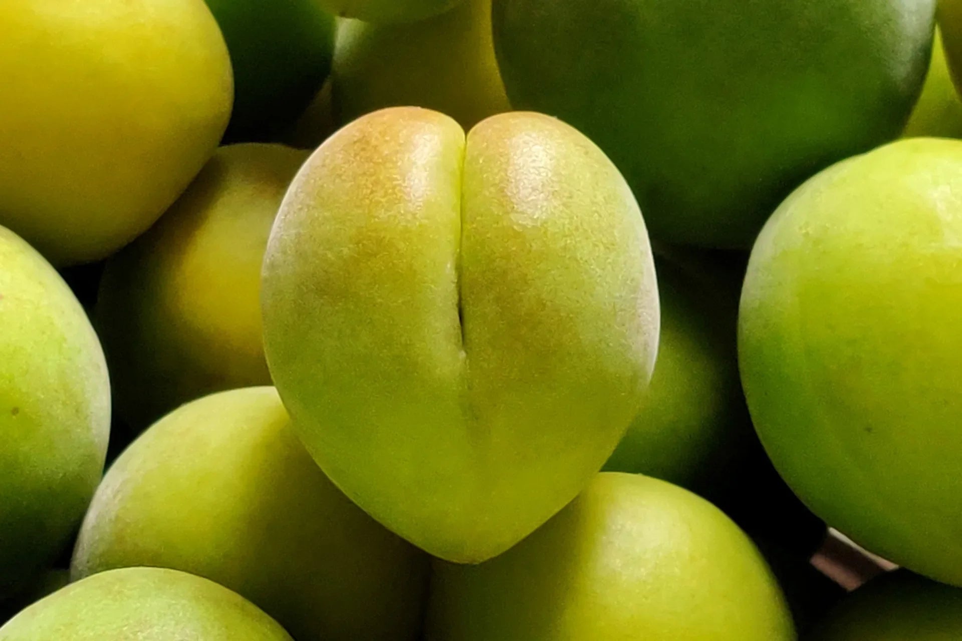 Kakadu Plum