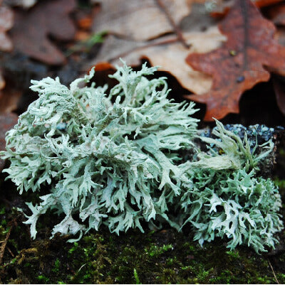 Oakmoss Absolute