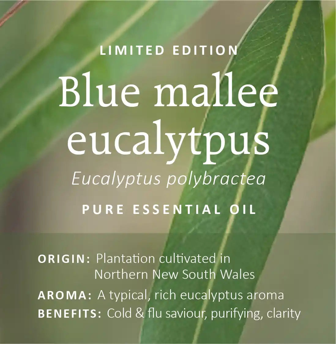 Australian Eucalyptus Essential Oils Collection