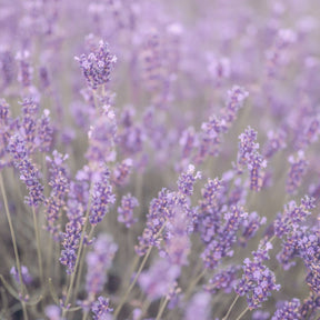 Lavender Pure Essential Oil