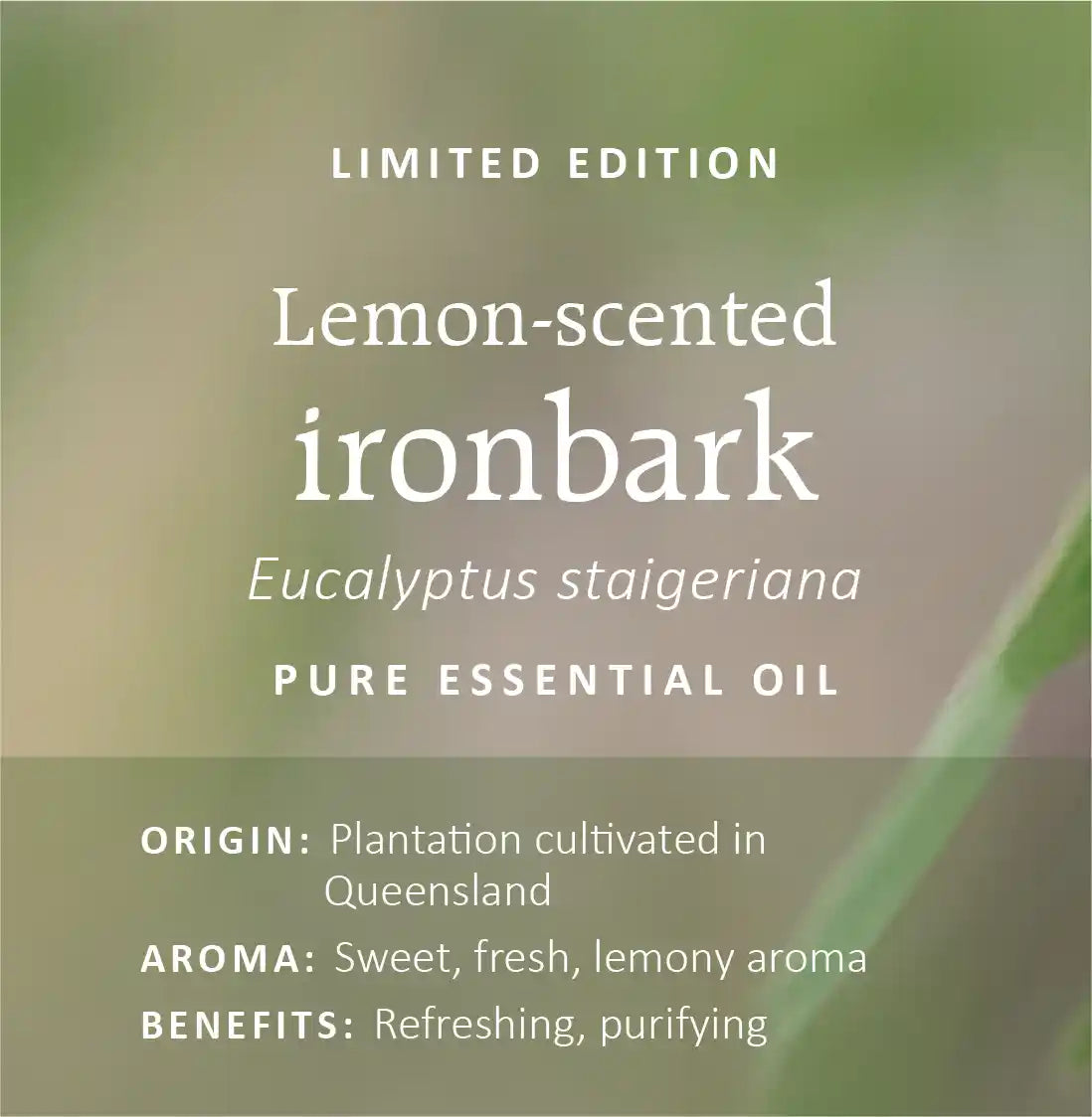 Australian Eucalyptus Essential Oils Collection