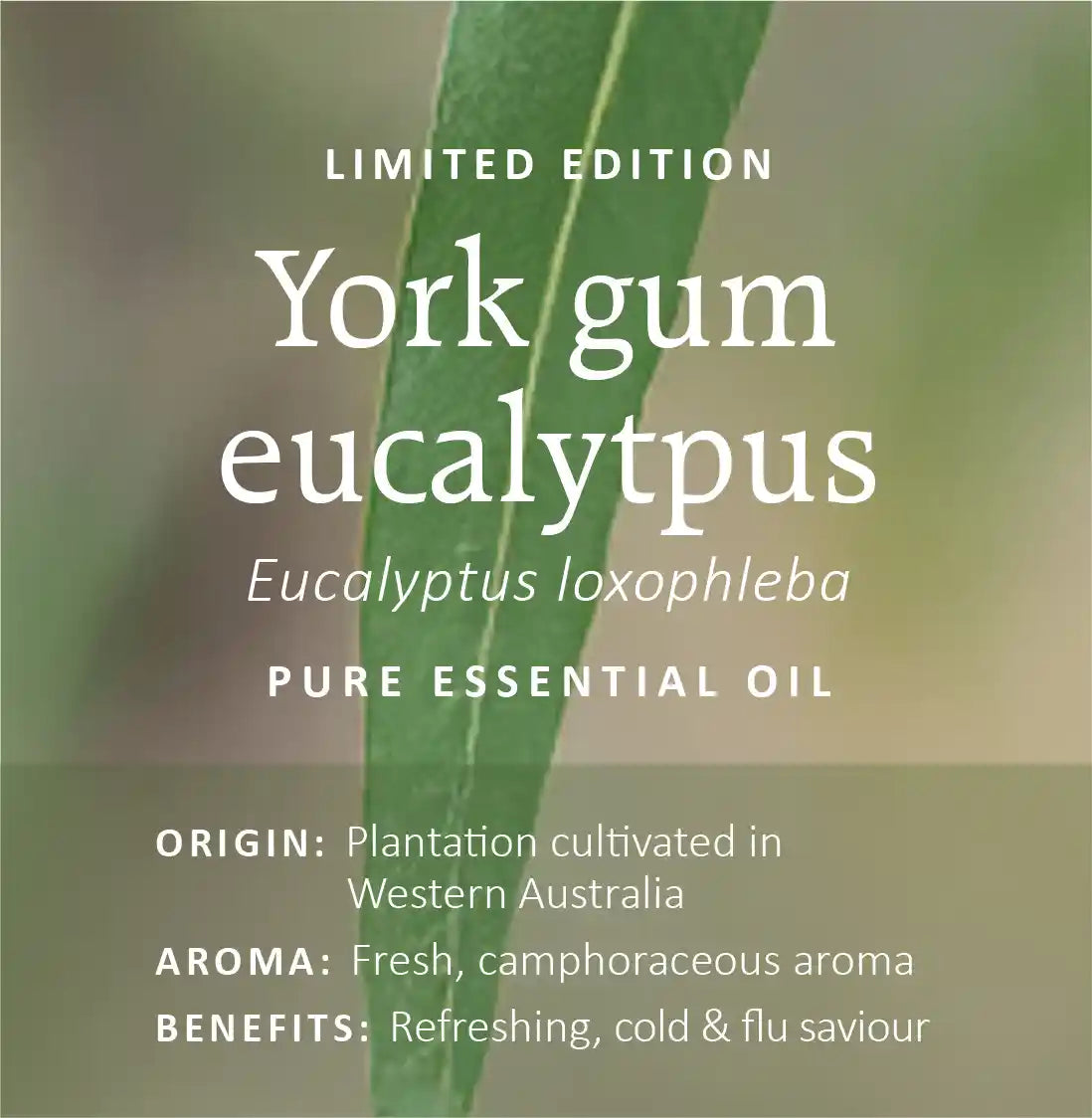 Australian Eucalyptus Essential Oils Collection